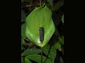 Malabar Tall-Leaf Arum